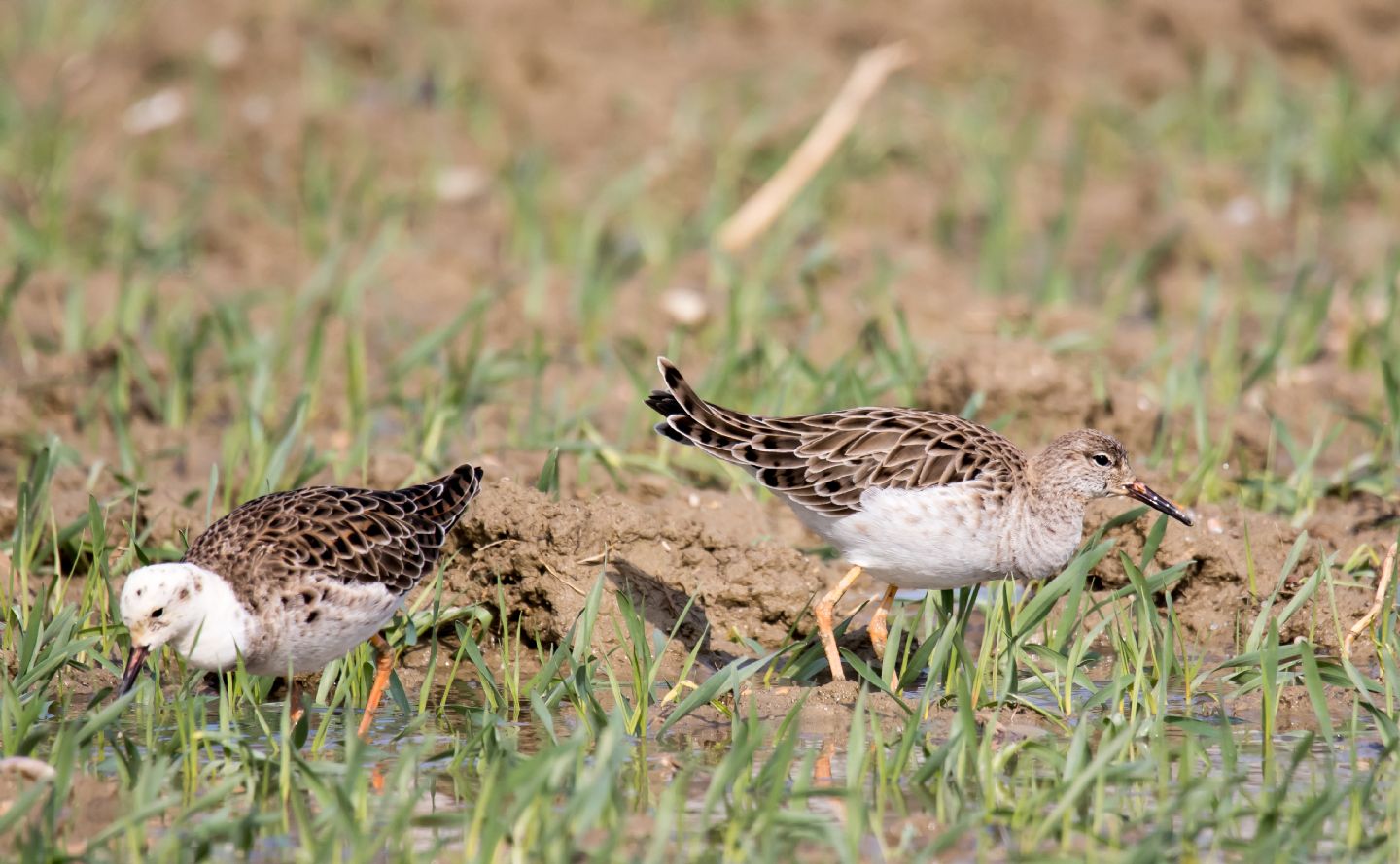 Combattenti (Philomachus pugnax)